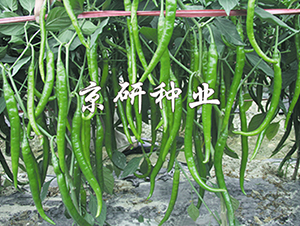 ����412-�����N��-���зN�I(y��)