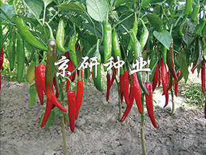 ����109-�����N��-���зN�I(y��)