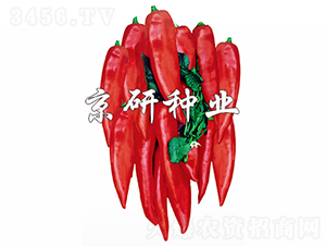 �t��-�����N��-���зN�I(y��)