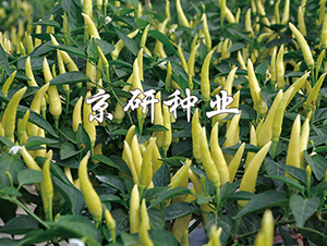 ��ָ��С������-�����N��-���зN�I(y��)