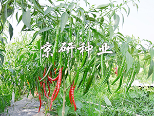 ����1̖(h��o)-�����N��-���зN�I(y��)