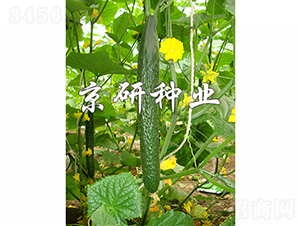 ���д���1567-�S�ϷN��-���зN�I(y��)