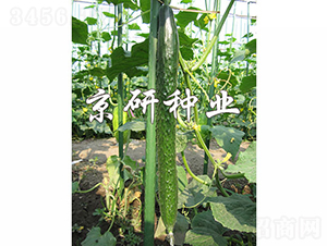 ��������-�S�ϷN��-���зN�I(y��)