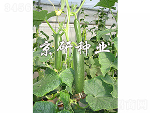 ��������8̖-�S�ϷN��-���зN�I(y��)