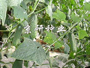 ������n�S��1590-�S�ϷN��-���зN�I(y��)