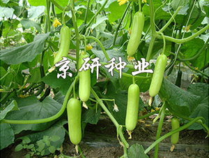 ��������156-�S�ϷN��-���зN�I(y��)