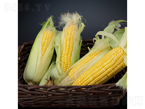 ����99-���׷N��-��������