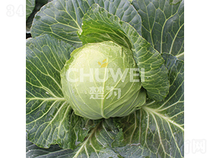 ���A��114-���{�N��-��������