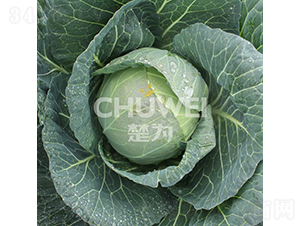 ���A��132-���{�N��-��������