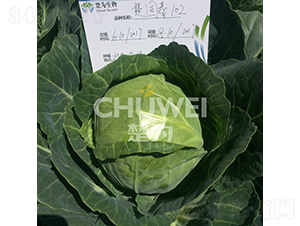 ���A��102-���{�N��-��������