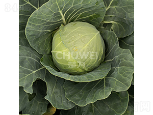 �G��ɏ-���{�N��-��������