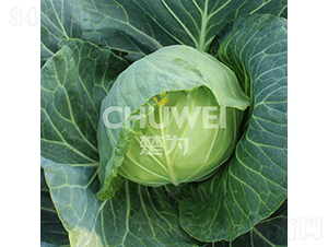 ���A��105-���{�N��-��������