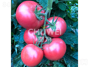 �����A-���ѷN��-��������