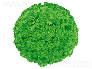 ����1̖-���˷N��-�����N�I(y��)