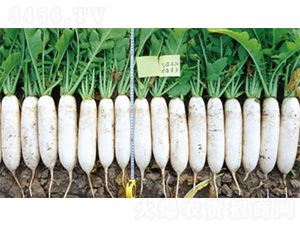 ����5̖-�}���N��-�����N�I(y��)