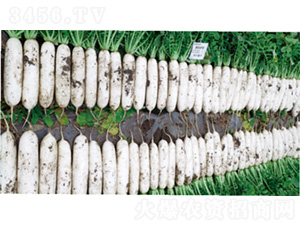 ����2̖-�}���N��-�����N�I(y��)