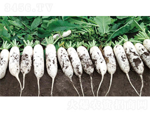 ��������3̖-�}���N��-�����N�I(y��)