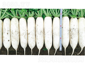 ����6̖-�}���N��-�����N�I(y��)