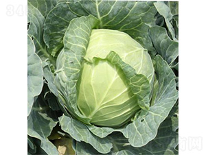 ������ʿ-���{�N��-�����N�I(y��)