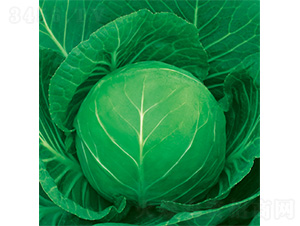 ����-���{�N��-�����N�I(y��)