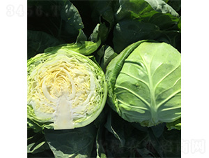 �����M�S-���{�N��-�����N�I(y��)