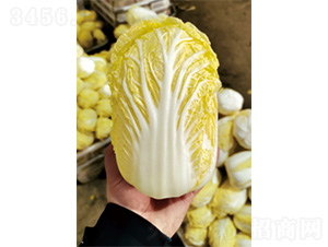 ��������-���޲˷N��-�����N�I(y��)