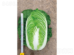 ������÷�-�ײ˷N��-�����N�I(y��)