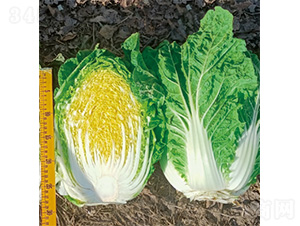 ��������-�ײ˷N��-�����N�I(y��)