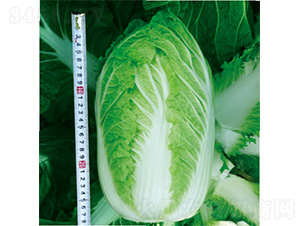 ����ʢ����-�ײ˷N��-�����N�I(y��)