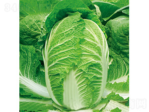 ����ɺɺ-�ײ˷N��-�����N�I(y��)