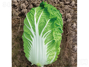 �������\��-�ײ˷N��-�����N�I(y��)