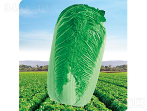 CR����3̖-�ײ˷N��-�����N�I(y��)