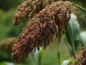 �t���S1̖-�����N��-���r�Ƽ�