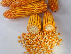 ������4̖-���׷N��-���r(n��ng)�Ƽ�