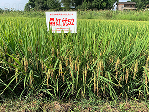 ���t��(y��u)52��һ�Ș˜ʵ���-ˮ���N��-���r�Ƽ�