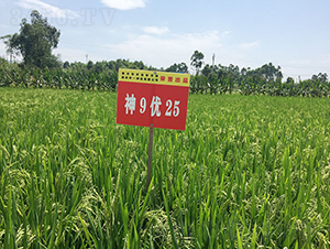 ��9��(y��u)25�����샞(y��u)�|����-ˮ���N��-���r�Ƽ�