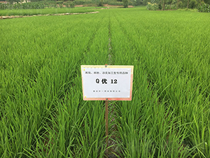 Q��(y��u)12���׷ۼӹ�����-ˮ���N��-���r�Ƽ�