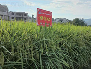 Q�マ(y��u)352-ˮ���N��-���r�Ƽ�