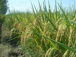 �׃�(y��u)5431���߮a��������(y��u)�|Ʒ�N��-ˮ���N��-���r�Ƽ�