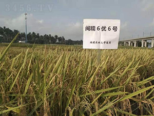 �}Ŵ6��(y��u)6̖-ˮ���N��-���r�Ƽ�