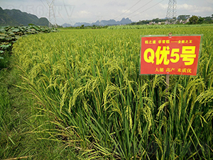 Q��(y��u)5̖��ȫ�ܵ���-ˮ���N��-���r�Ƽ�