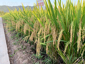 ���r(n��ng)��(y��u)422��ֱ����(y��u)�x����-ˮ���N��-���r(n��ng)�Ƽ�