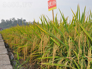 Q��(y��u)108-ˮ���N��-���r(n��ng)�Ƽ�