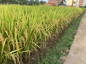 ���r(n��ng)��(y��u)446���pһ����(y��u)�|(zh��)����-ˮ���N��-���r(n��ng)�Ƽ�