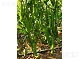 �����511-�����N��-�͝�(r��n)�r(n��ng)�I(y��)