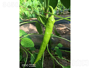 �����504-�����N��-�͝�(r��n)�r(n��ng)�I(y��)