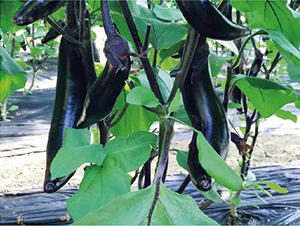 �����̖-���ӷN��-�͝��r�I(y��)