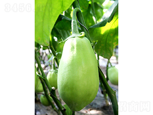 �͝��G��һ̖-���ӷN��-�͝��r�I(y��)