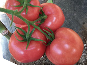 �͝��W�؃�(y��u)-���ѷN��-�͝��r(n��ng)�I(y��)