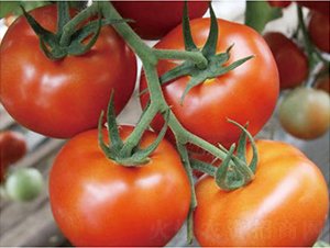 �hķ�t�\(y��n)1̖(h��o)-���ѷN��-�͝��r(n��ng)�I(y��)